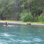 3 bears playing in the river