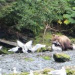 A bear in Cooper Landing on the Kenai eating fish!