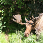 moose in Alaska wilderness