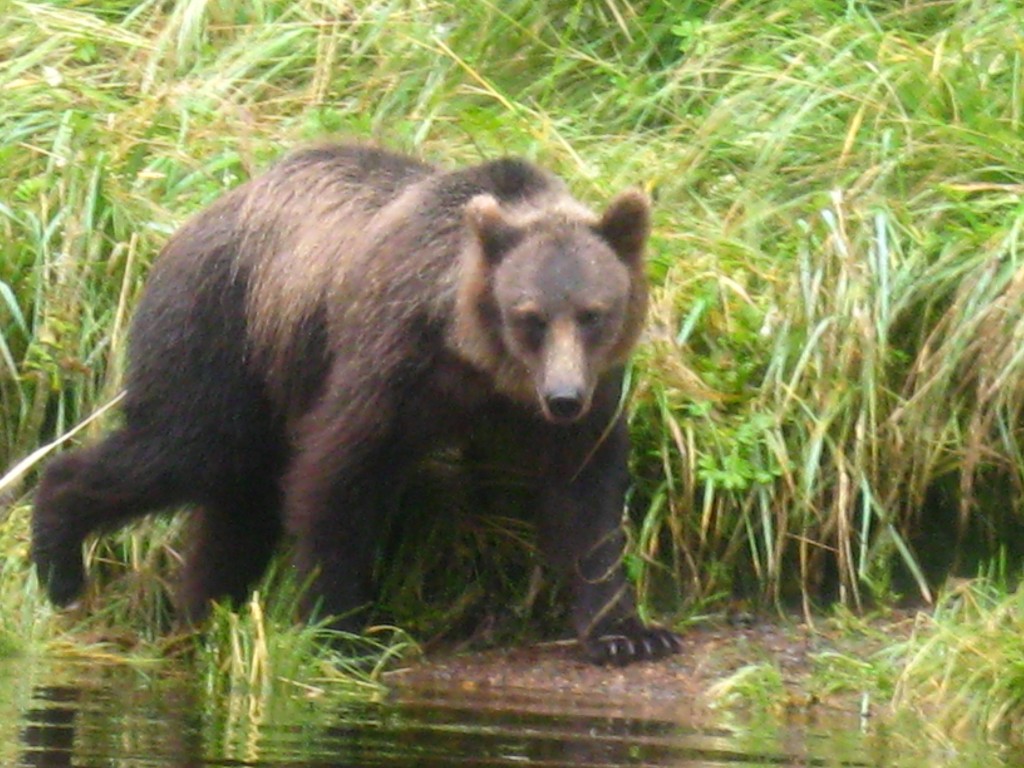 Brown bear