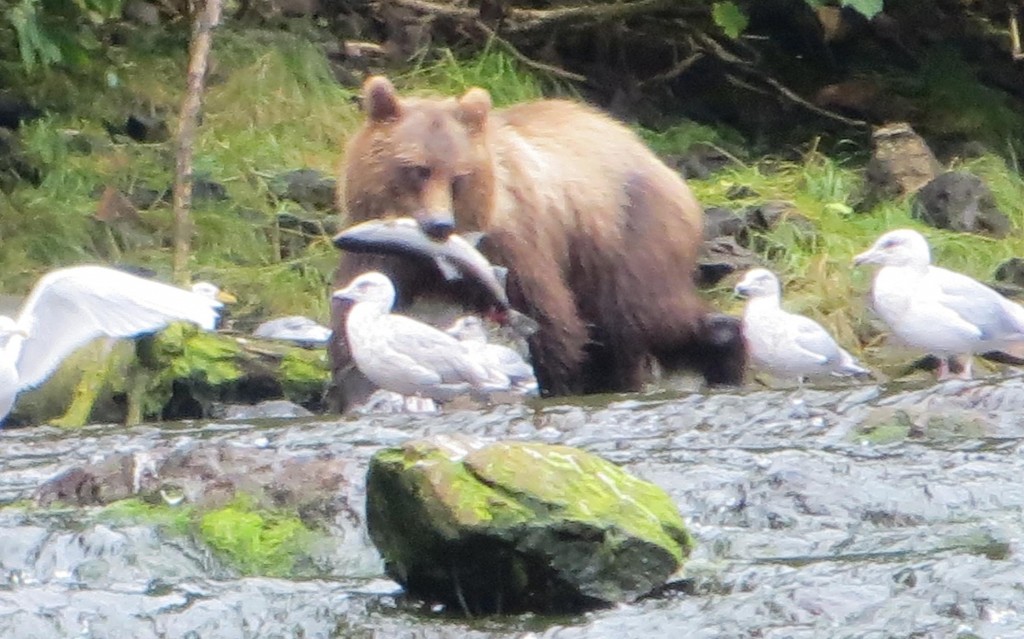 Brown Bear