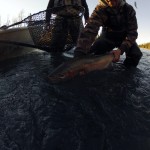 Kenai River Trout Anglers