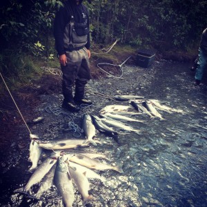 Kenai River Salmon Fishing