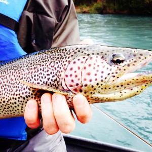 Kenai River Fishing Guide in Cooper Landing