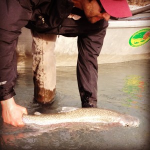 Kenai river trout angler's owner JJ and a fish